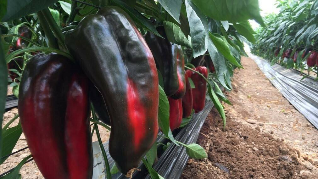 Caliplant-HMHS8095 (11)-OK|Caliplant-HMHS8095 (1)OK|Caliplant-HMHS8095 (7)OK|Caliplant-Sergio-Navarrete